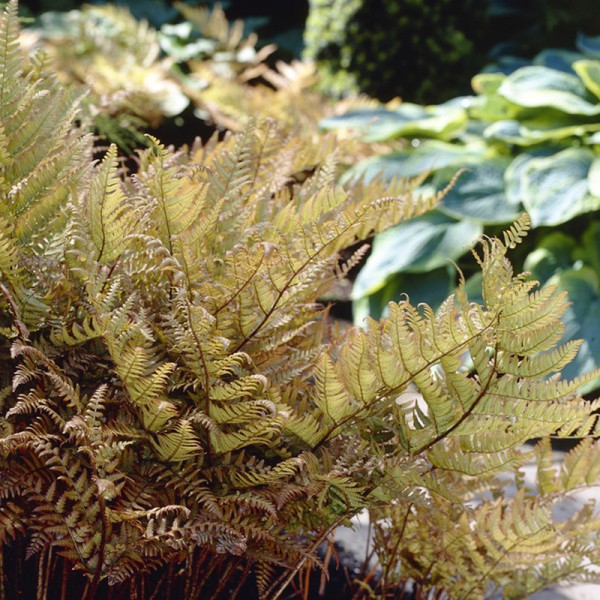 Copper shield fern - Dryopteris erythrosora