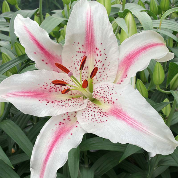 Lily Lovely Day