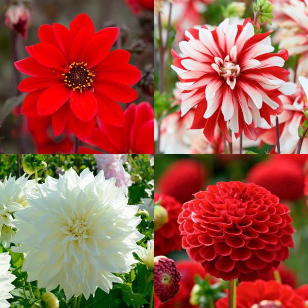 Dahlia Collection “red white“