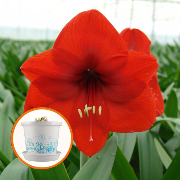 Amaryllis Red Lion in pot and in gift box