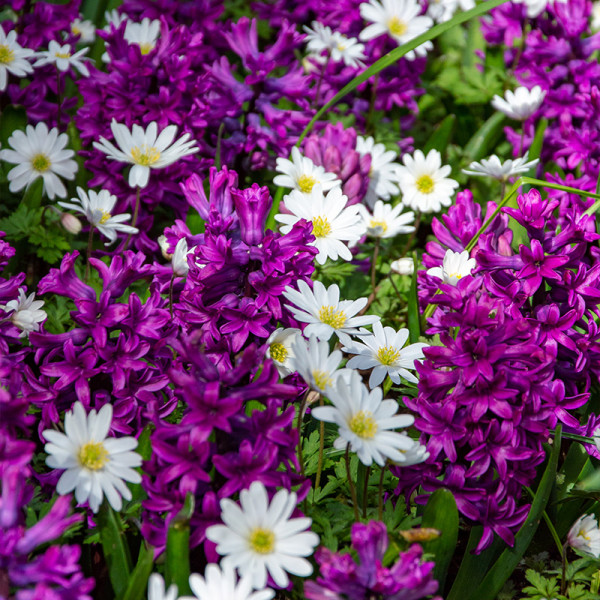Spring bulb Collection "Purple Romance"