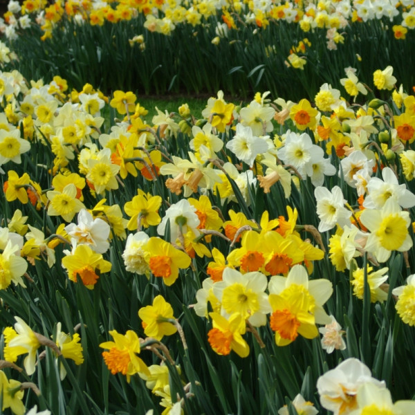 Large Cupped Daffodil mix