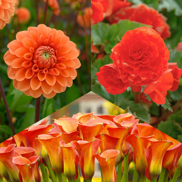 Orange Flower Bulb Collection “Joyful Summer“