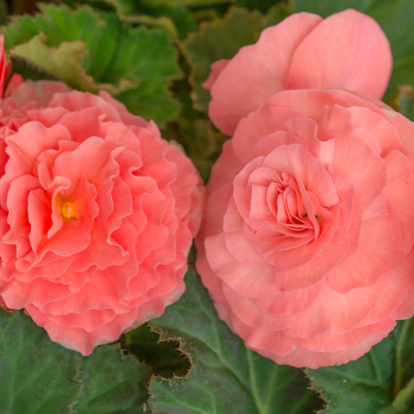Begonia double pink