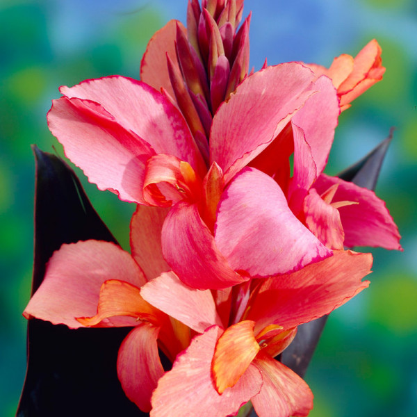 Canna Russian Red