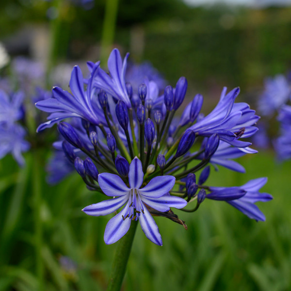 African lily - Agapanthus africanus
