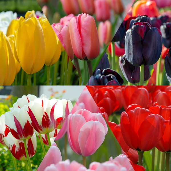 Tulip Bulb Collection "Flower Classics"