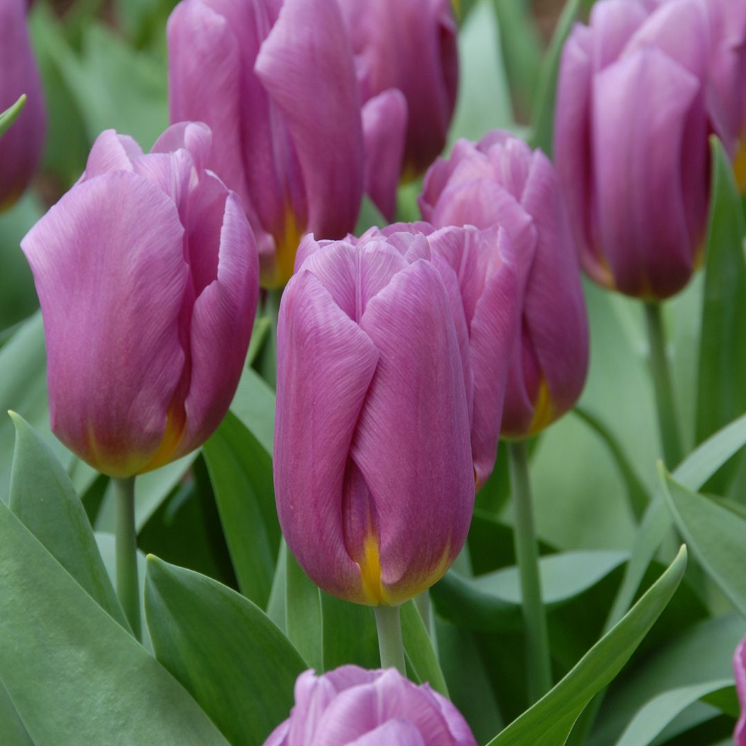Tulip Copex | 2083