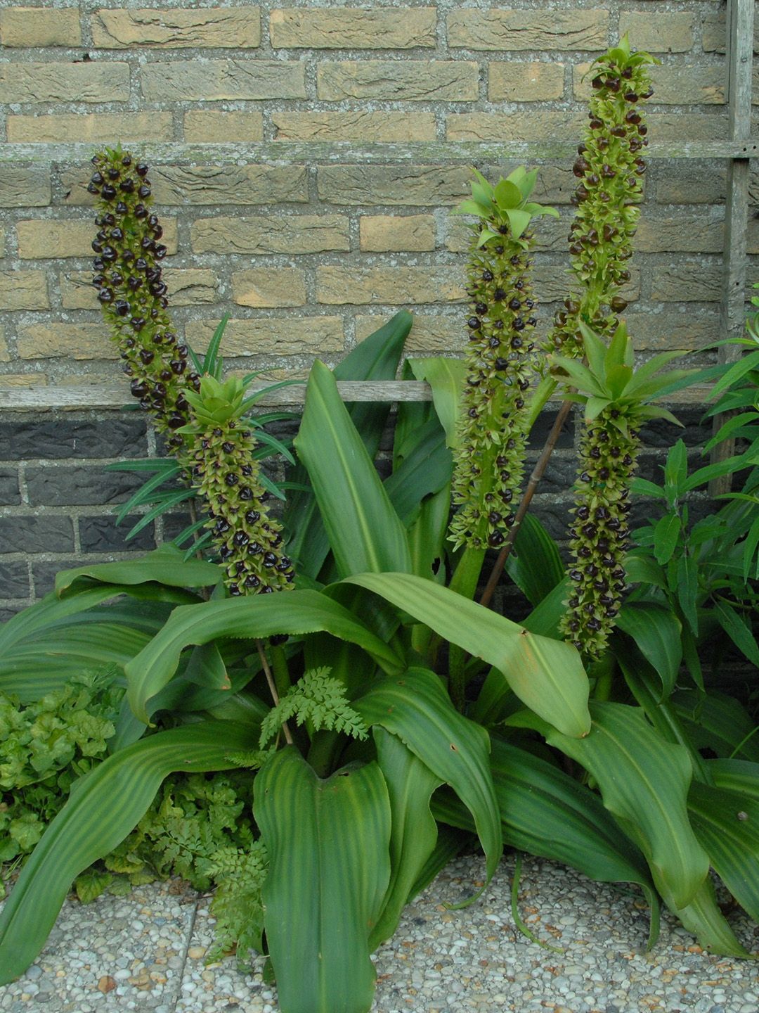 Eucomis Montana | 50040